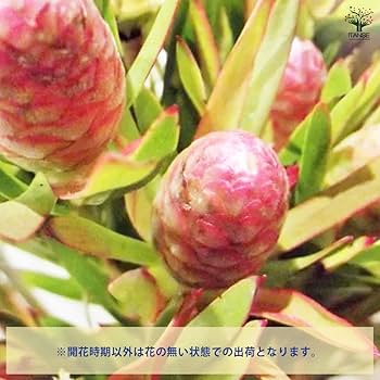 Amazon.co.jp: ITANSE リューカデンドロン ルビーレッド 5